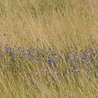 Glockenblumen – Violett in der Düne