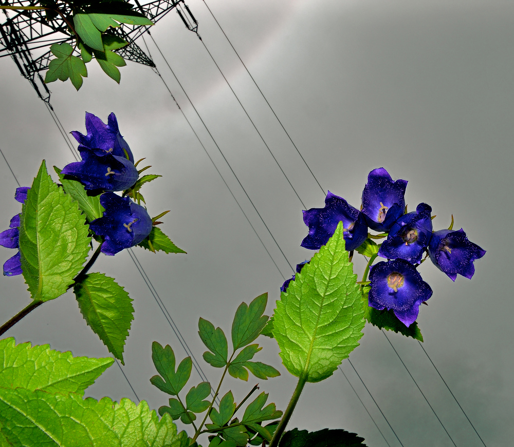 Glockenblumen von unten.