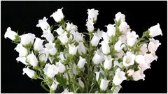 Glockenblumen weiß