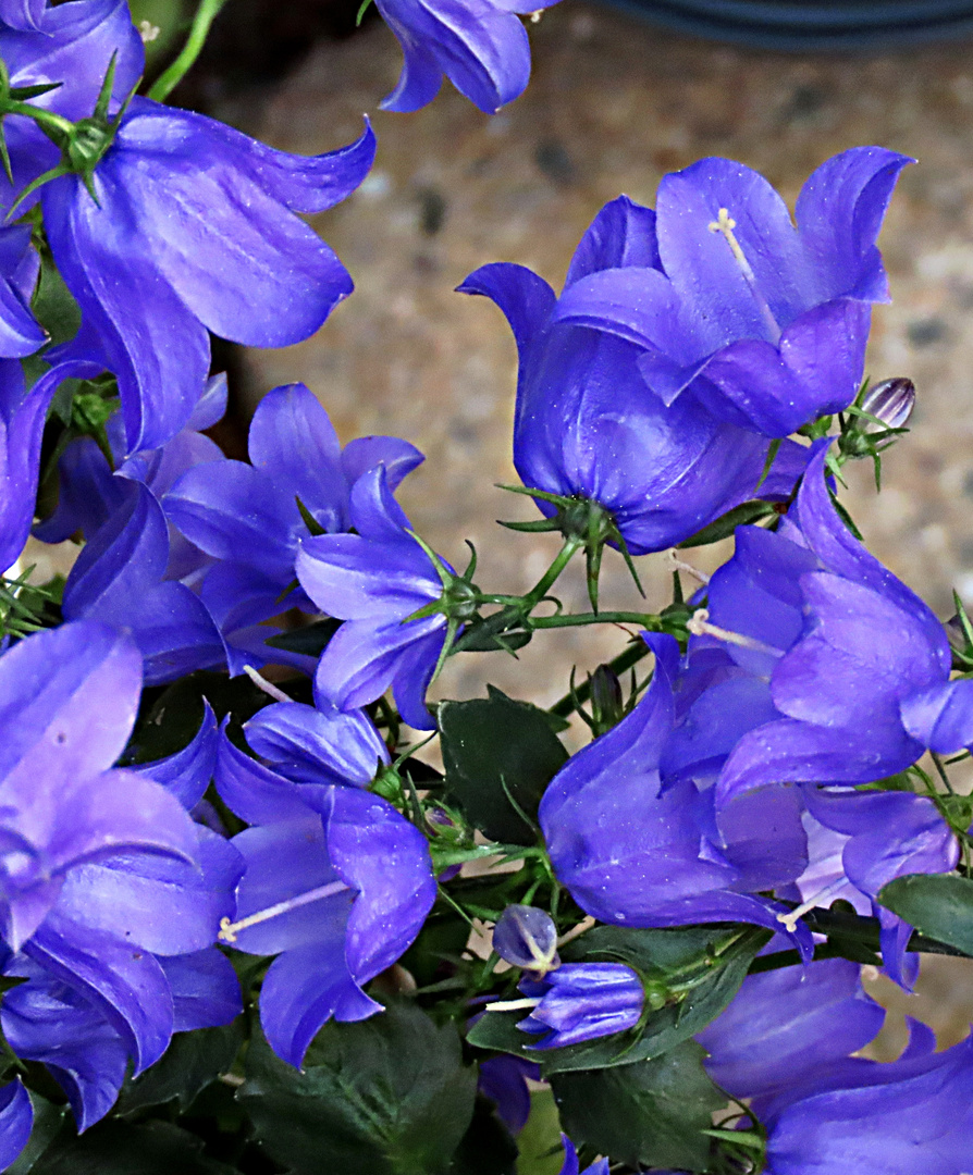 Glockenblumen zum blauen Montag