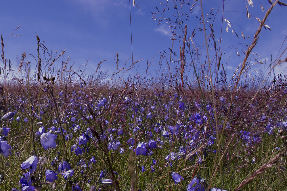 Glockenblumenwiese