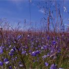 Glockenblumenwiese