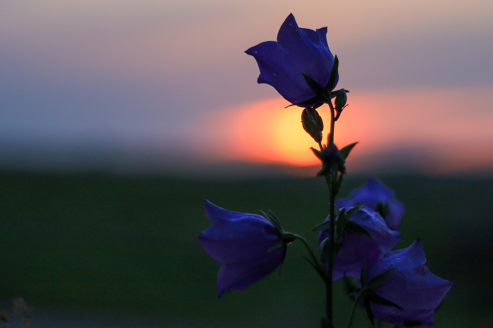 Glockenblume_Sonnenuntergang