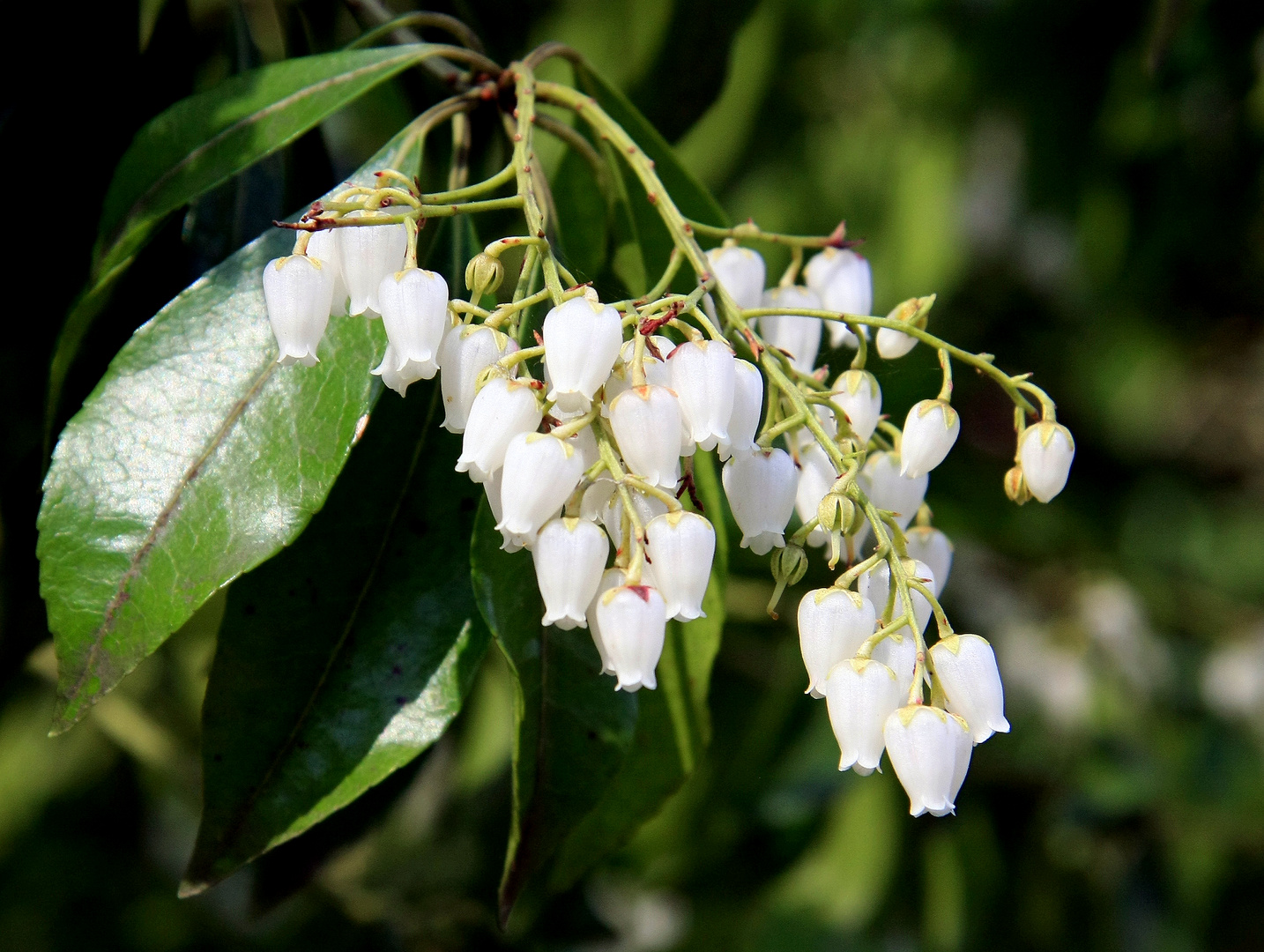 Glockenförmige Blüten