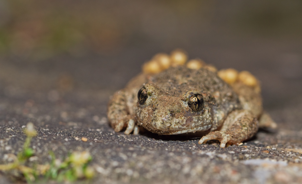 "Glockenfrosch"