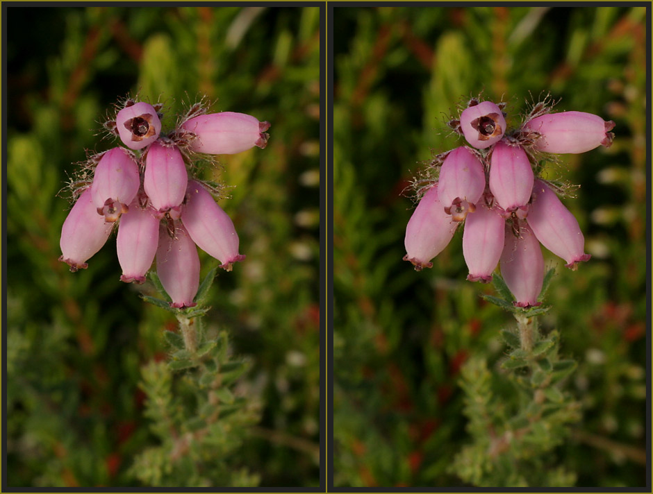 Glockenheide [3D]