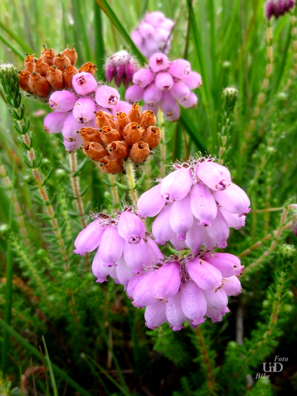 Glockenheide