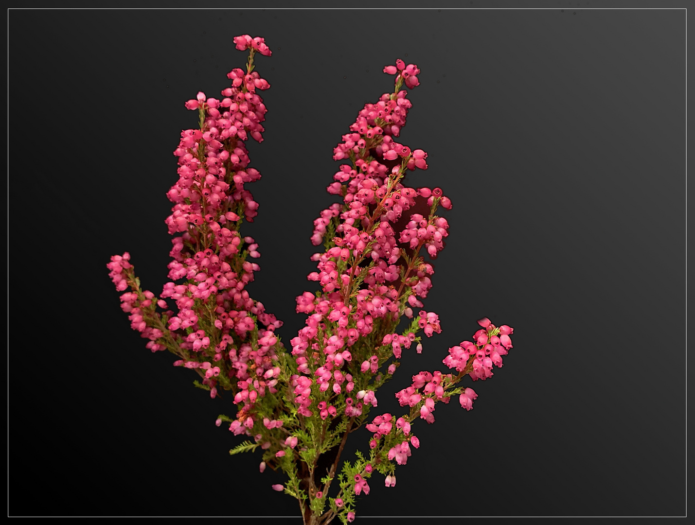 Glockenheide( Erica gracilis )