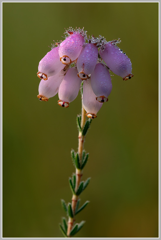 Glockenheide (Erica teralix)