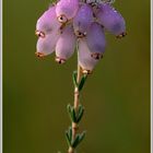 Glockenheide (Erica teralix)