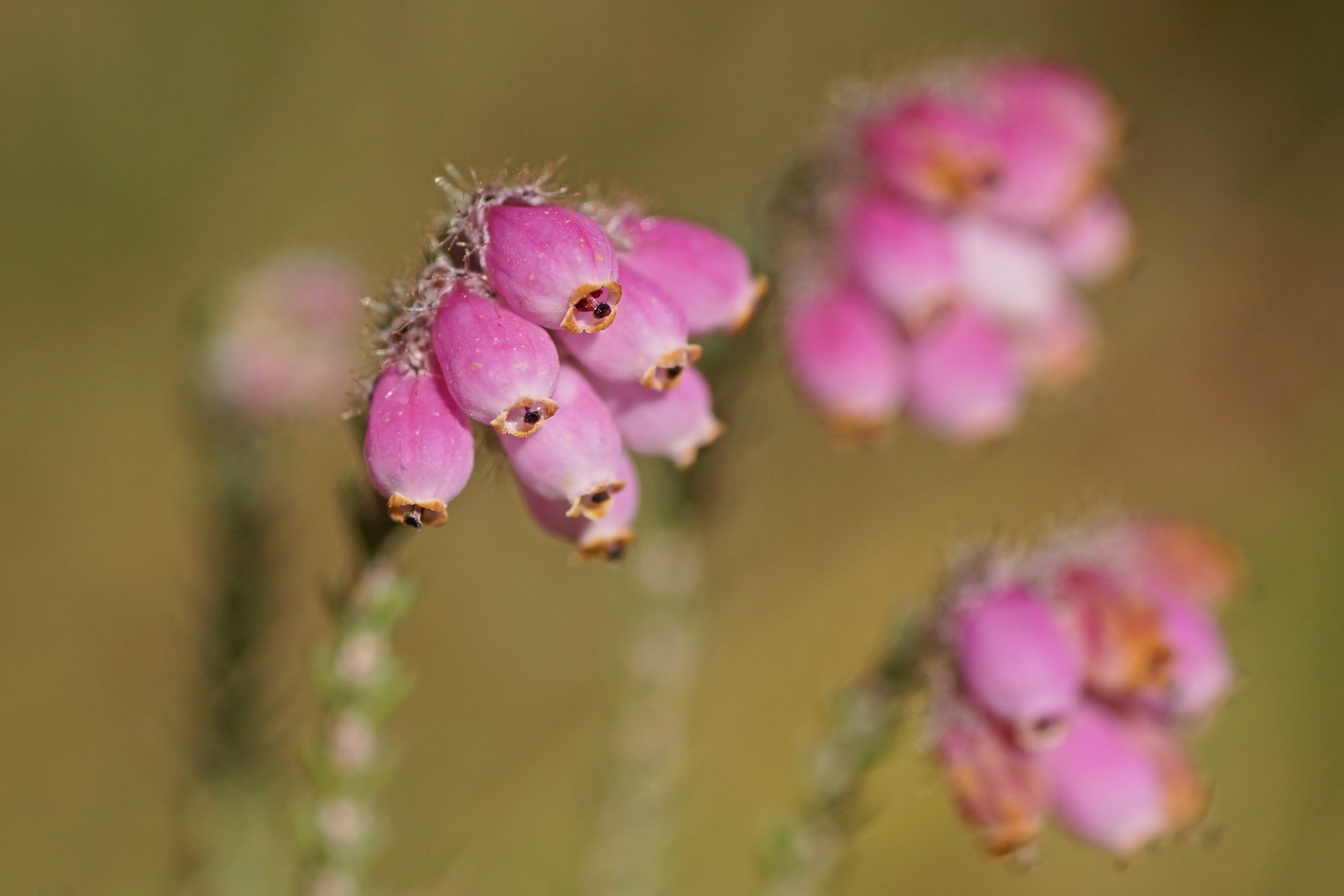 Glockenheide (Erica tetralix)