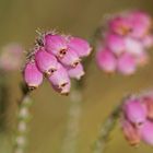 Glockenheide (Erica tetralix)