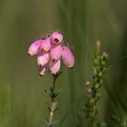 Glockenheide - Erica tetralix