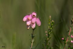 Glockenheide - Erica tetralix