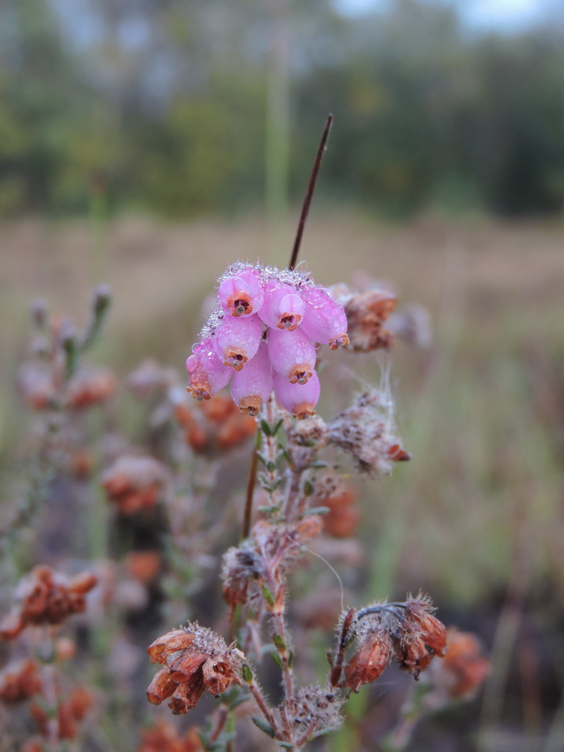 Glockenheide im Großen Torfmoor bei Hille