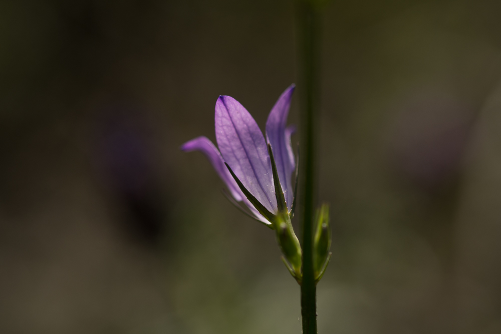 Glockenlicht