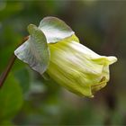 Glockenrebe (Cobaea scandens)