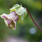 Glockenrebe (Cobaea scandens)....