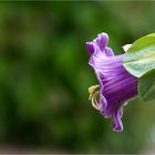 Glockenrebe (Cobaea scandens)......