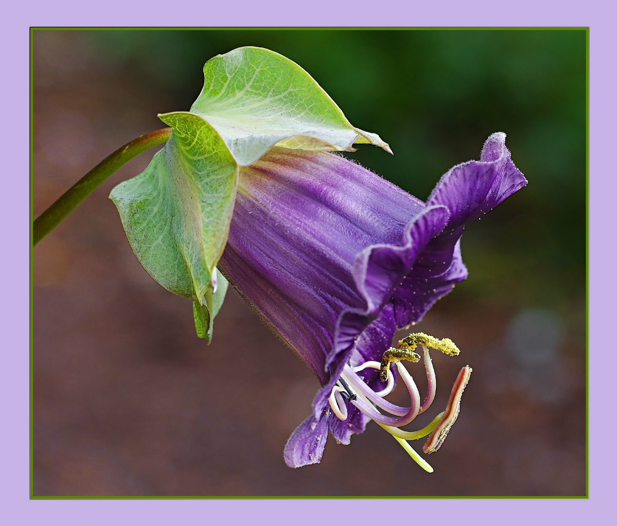 Glockenrebe (Cobaea scandens)