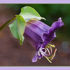 Glockenrebe (Cobaea scandens)