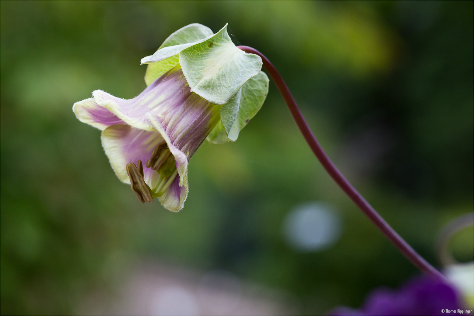 Glockenrebe (Cobaea scandens)...