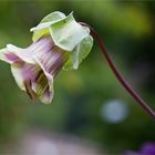 Glockenrebe (Cobaea scandens)...