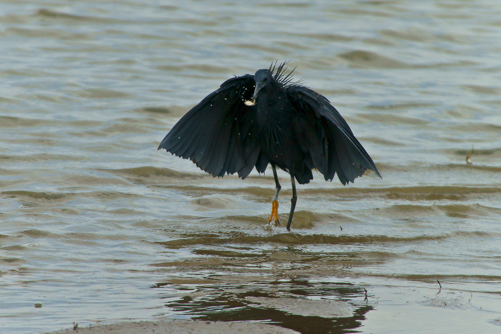 Glockenreiher (Egretta ardesiaca), Tansania, Selous NP