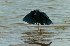 Glockenreiher (Egretta ardesiaca), Tansania, Selous NP