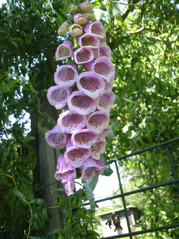 Glockige Blumen mit Punkten