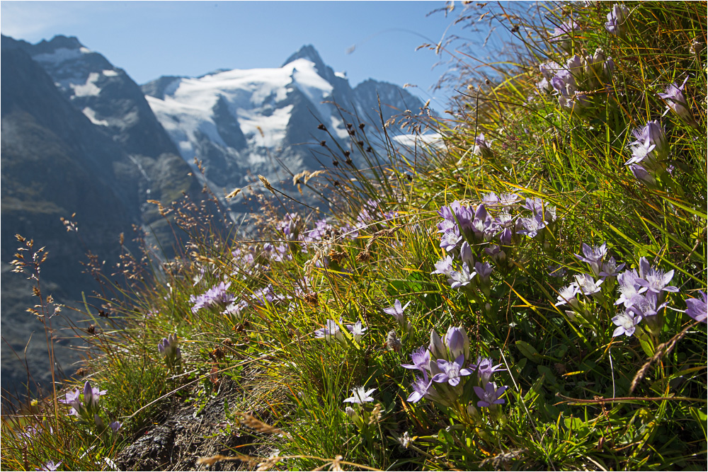 Glocknerblick