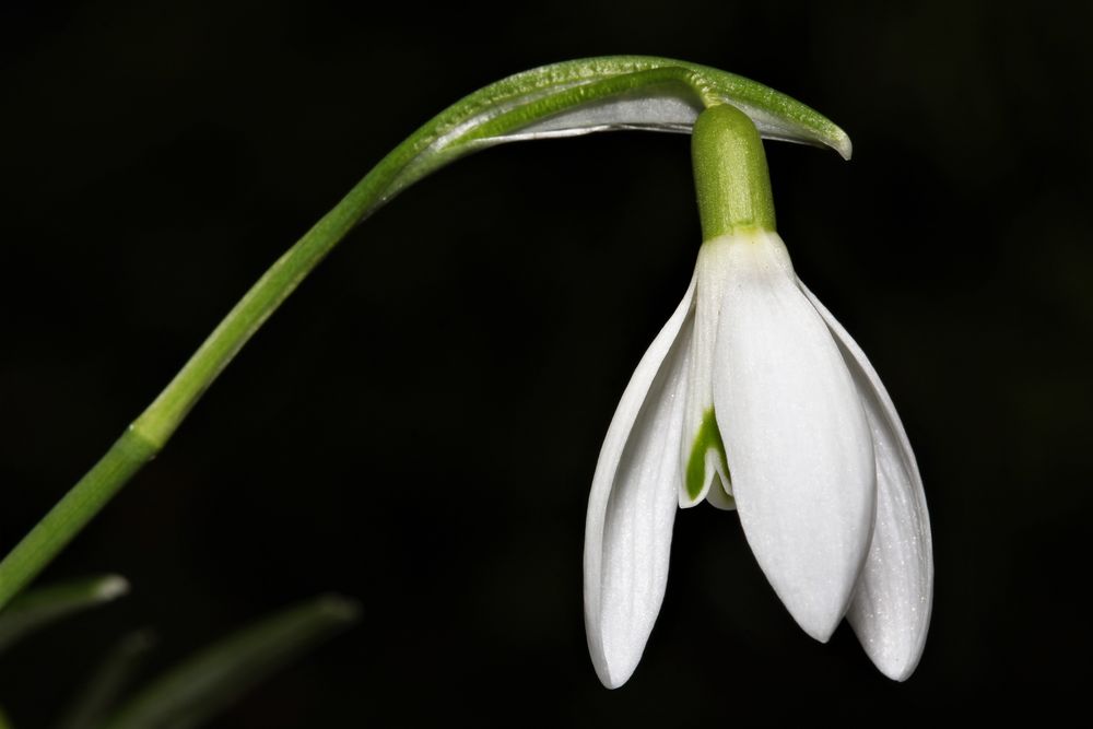 Glöckchen