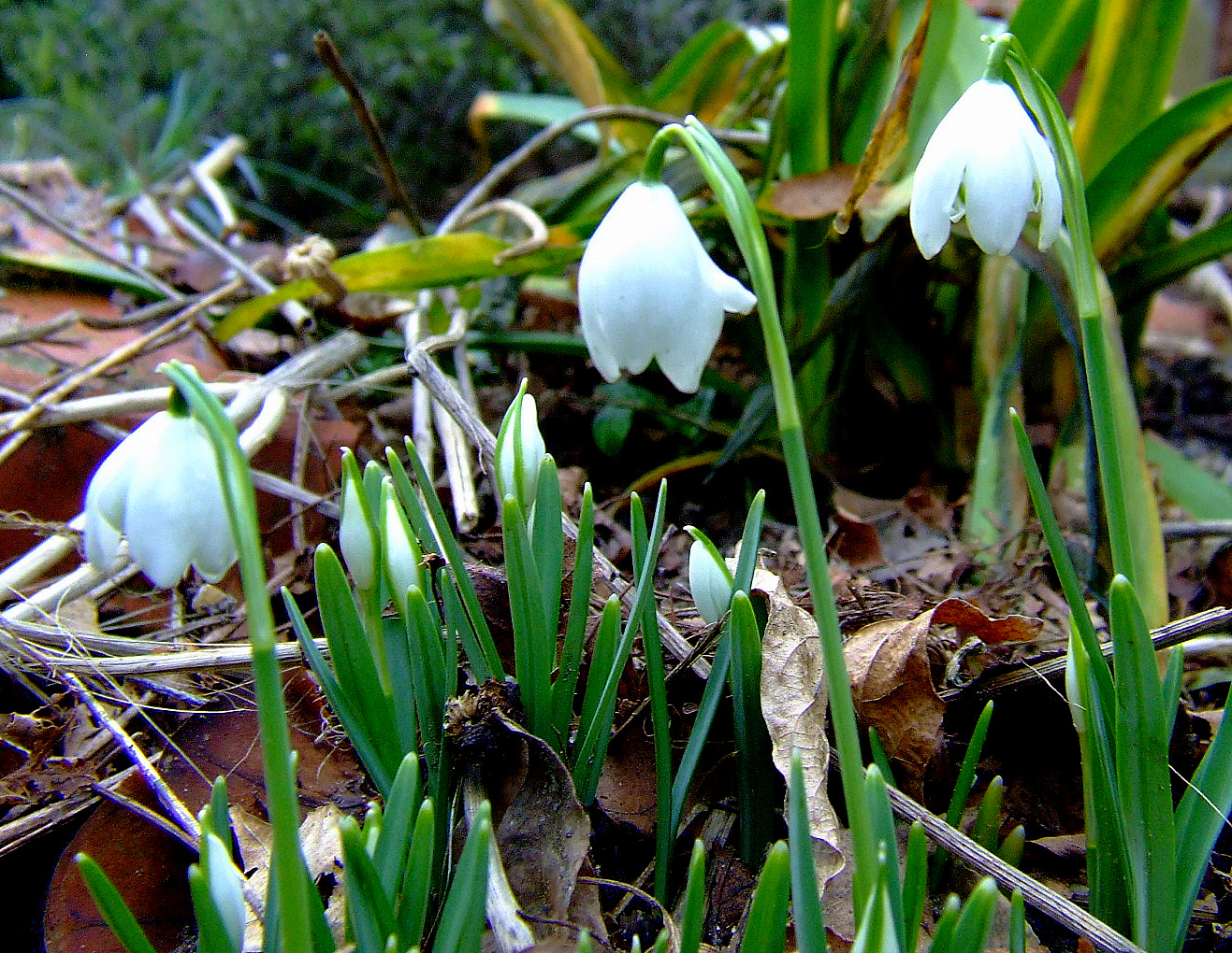 (Glöckchen)     Becherchen