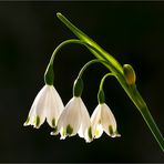 Glöckchen im Abendlicht