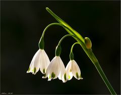 Glöckchen im Abendlicht