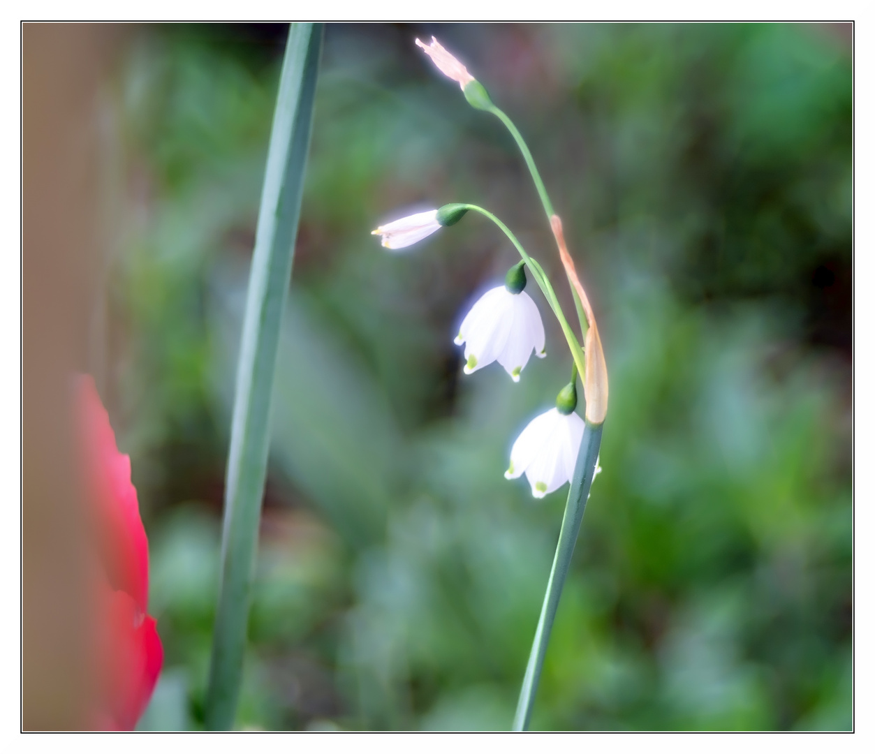 Glöckchen im Frühling