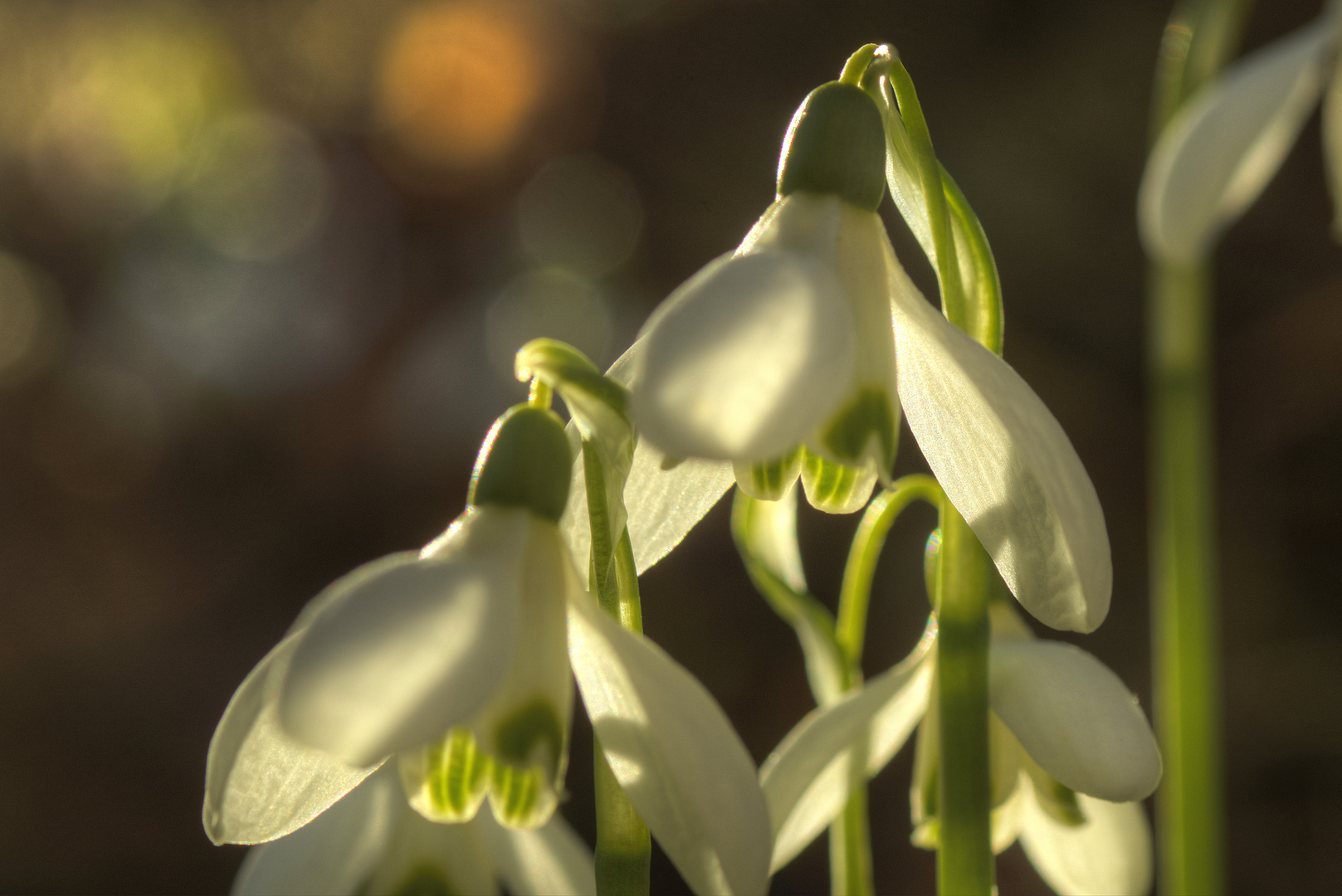 Glöckchen im Garten