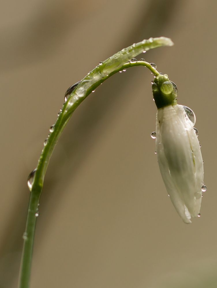 Glöckchen im Regen