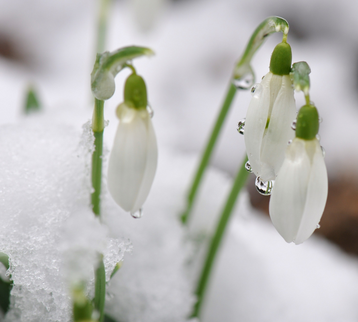 Glöckchen im Schnee