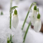 Glöckchen im Schnee