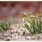 Glöckchen im Schnee