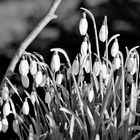 Glöckchen im Sonnenlicht