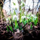 Glöckchen im Vorfrühling