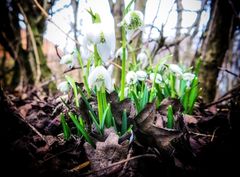 Glöckchen im Vorfrühling