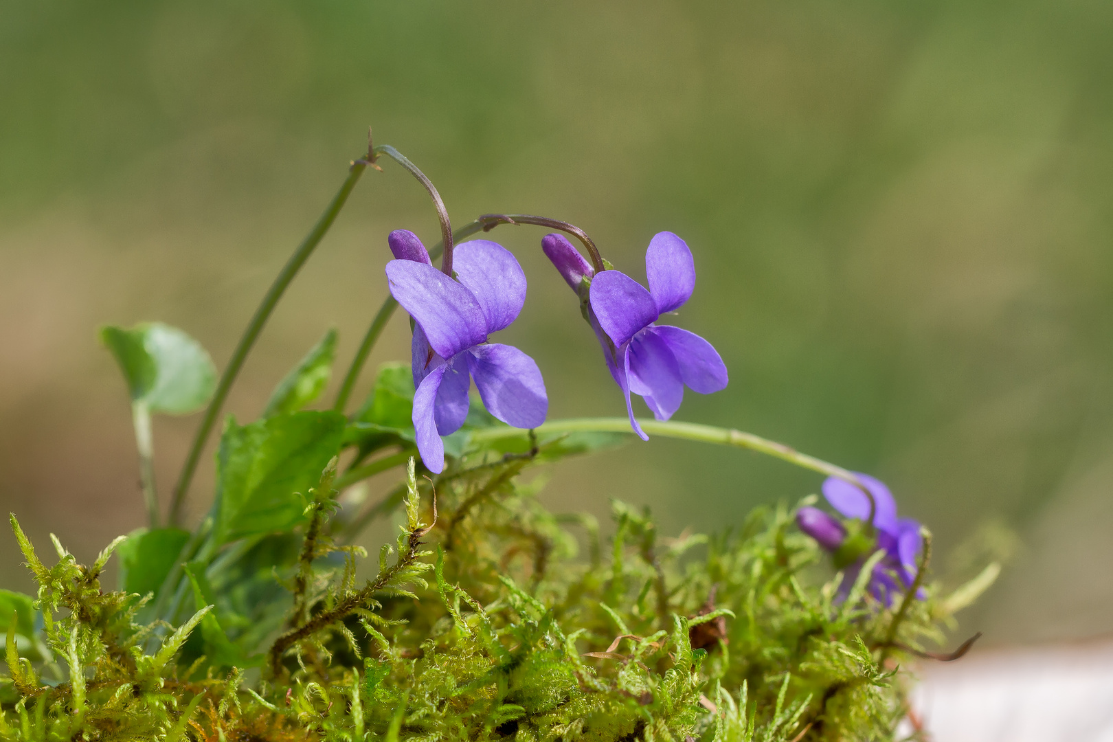 Glöckchen im Wald