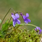 Glöckchen im Wald