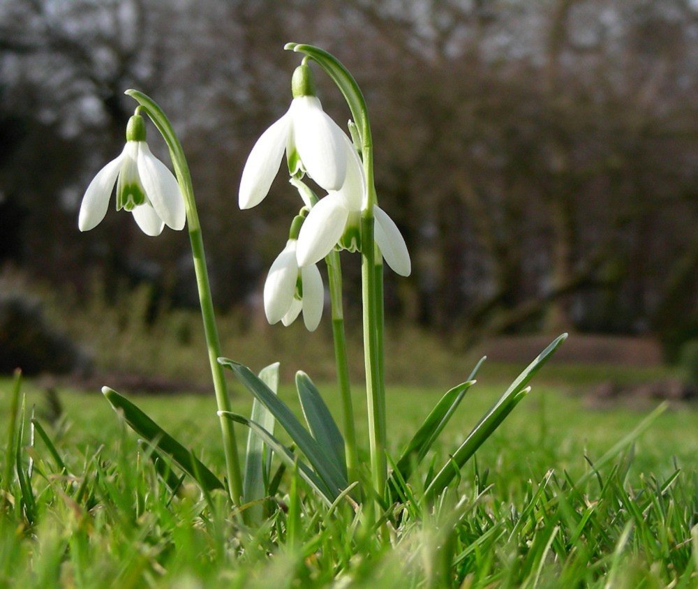 Glöckchen - läutet den Frühling herbei