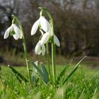 Glöckchen - läutet den Frühling herbei