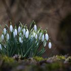 Glöckchen ohne Schnee