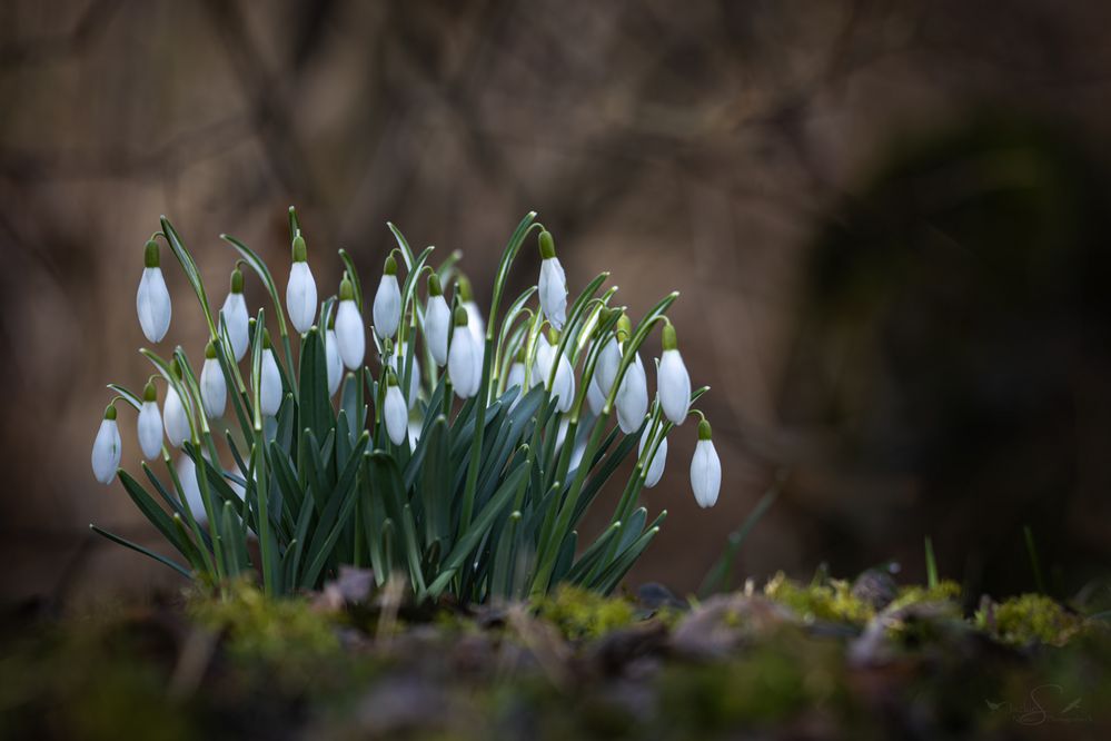 Glöckchen ohne Schnee